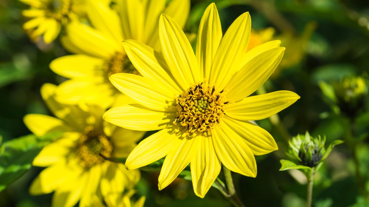 Monty Don&#039;s autumn garden