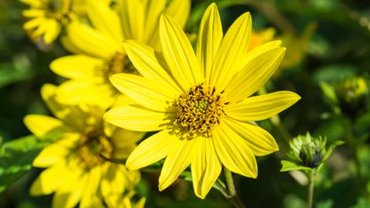 Monty Don's autumn garden