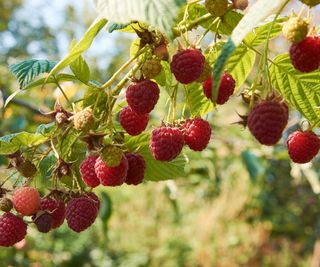 A raspberry plant with red fruit