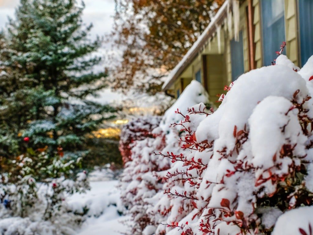 Garden Plants And Trees Covered In Snow