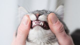 cat teeth clean