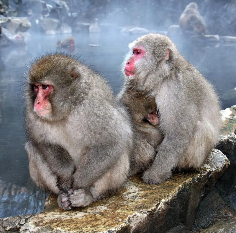 two snow monkeys in japan