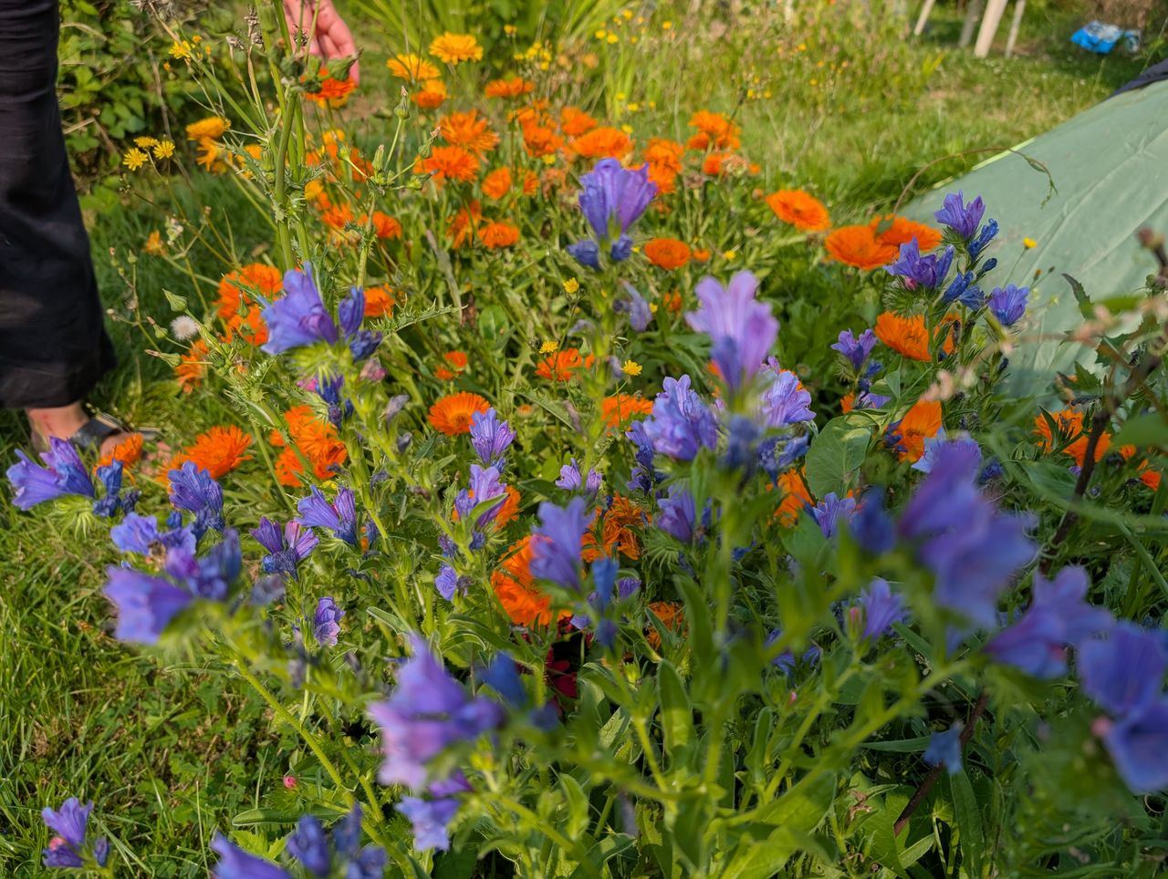 Google Pixel 9 Pro XL camera sample flowers 1x