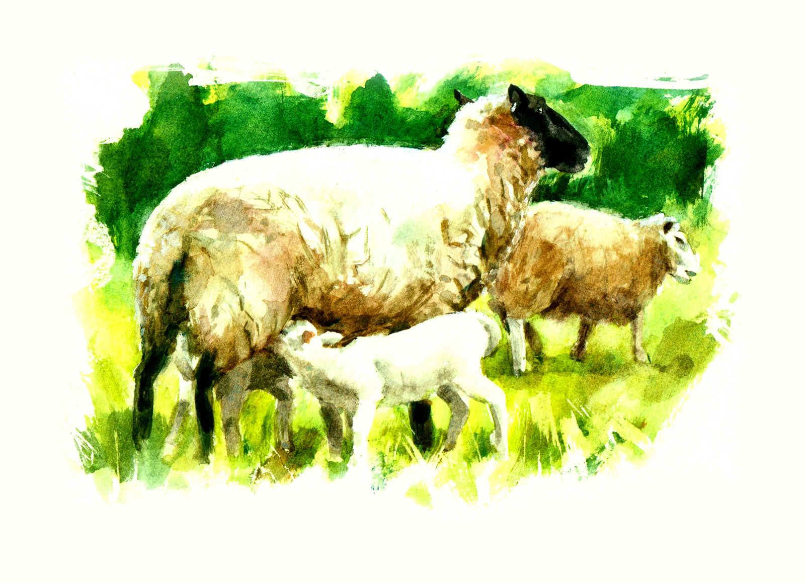 Illustration of sheep and lamb