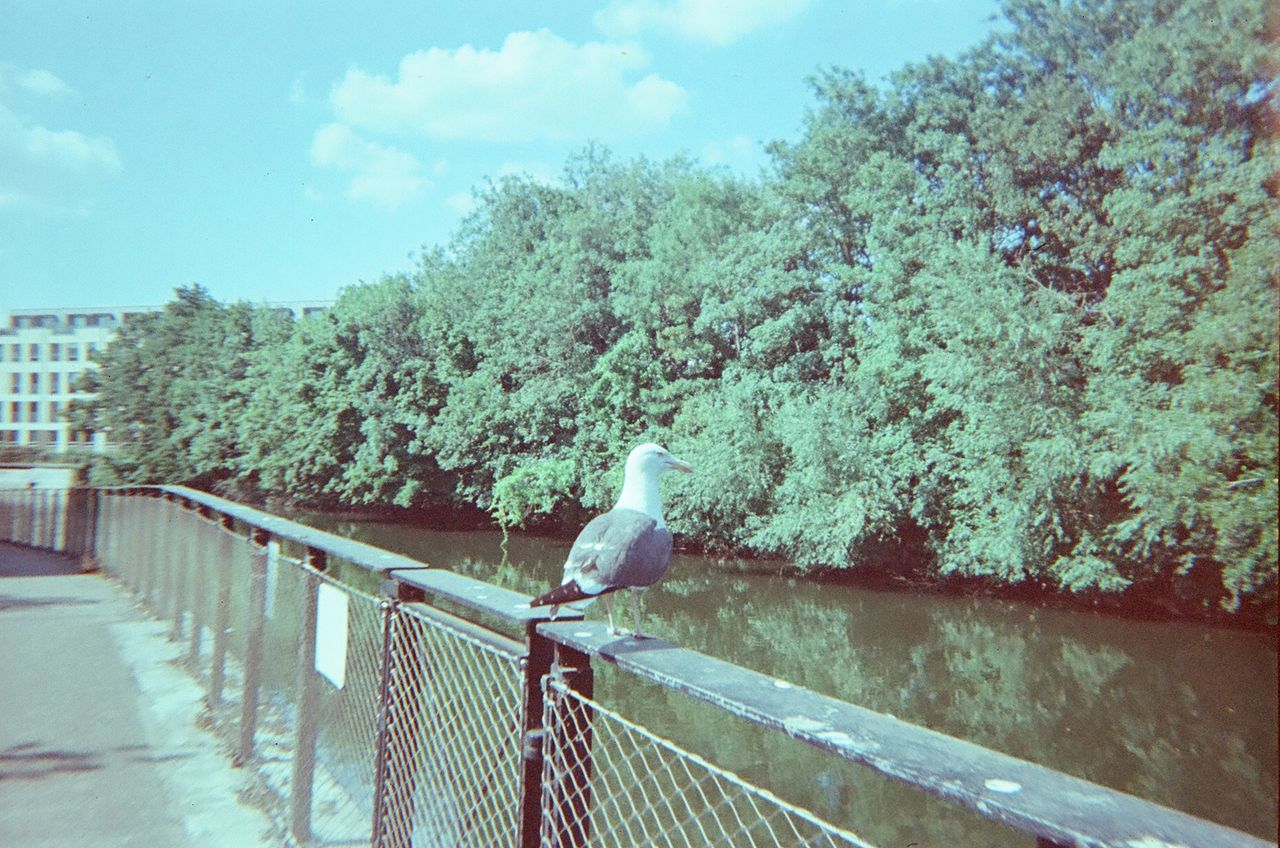 A photo taken on a Lomography Simple Use Reloadable Film Camera Classicolor film camera