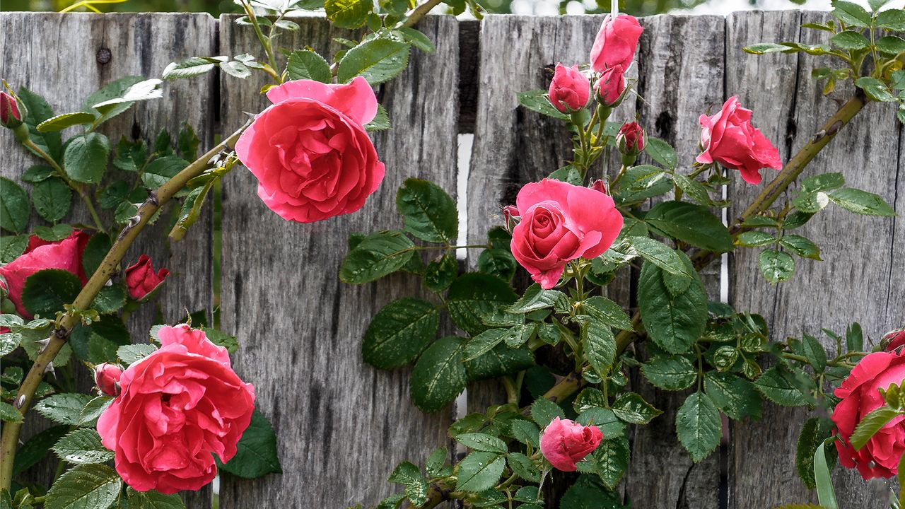 pink climbing roses growing on a wooden fence to show bare roots plants