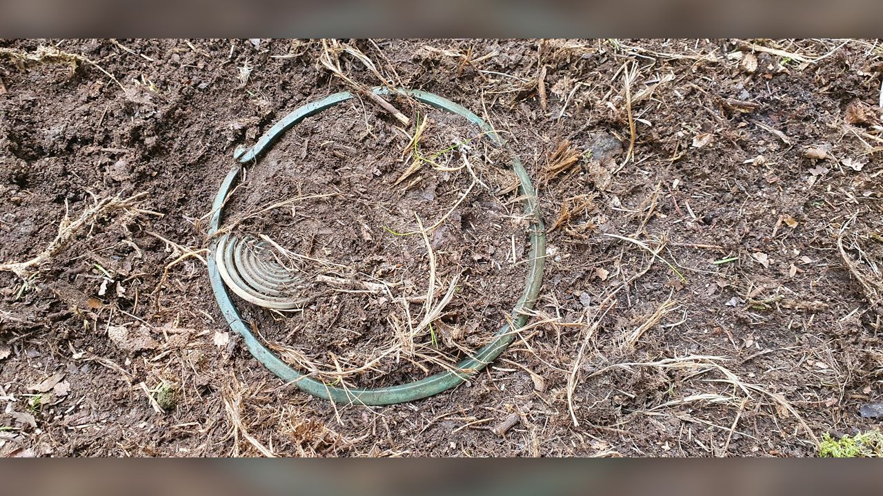 A neck ring and spiral from the hoard, just before they were excavated from the ground.