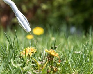 spraying a dandelion lawn weed with a liquid weed killer
