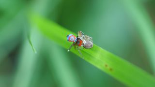 Peacock spiders mating on a blade of grass.