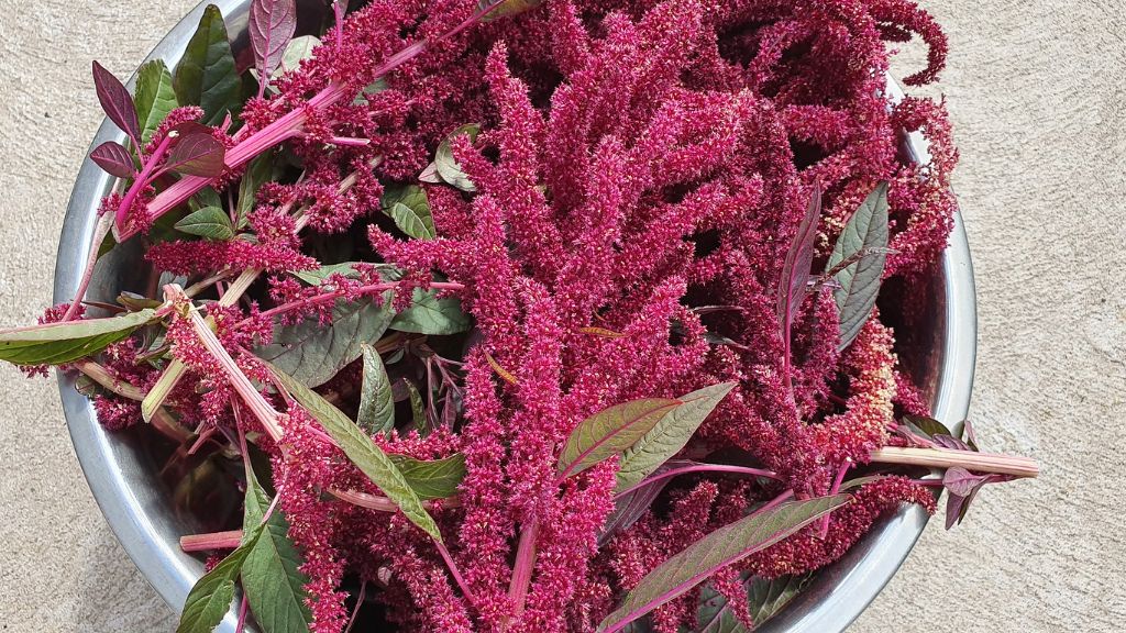 A bowl of amaranth