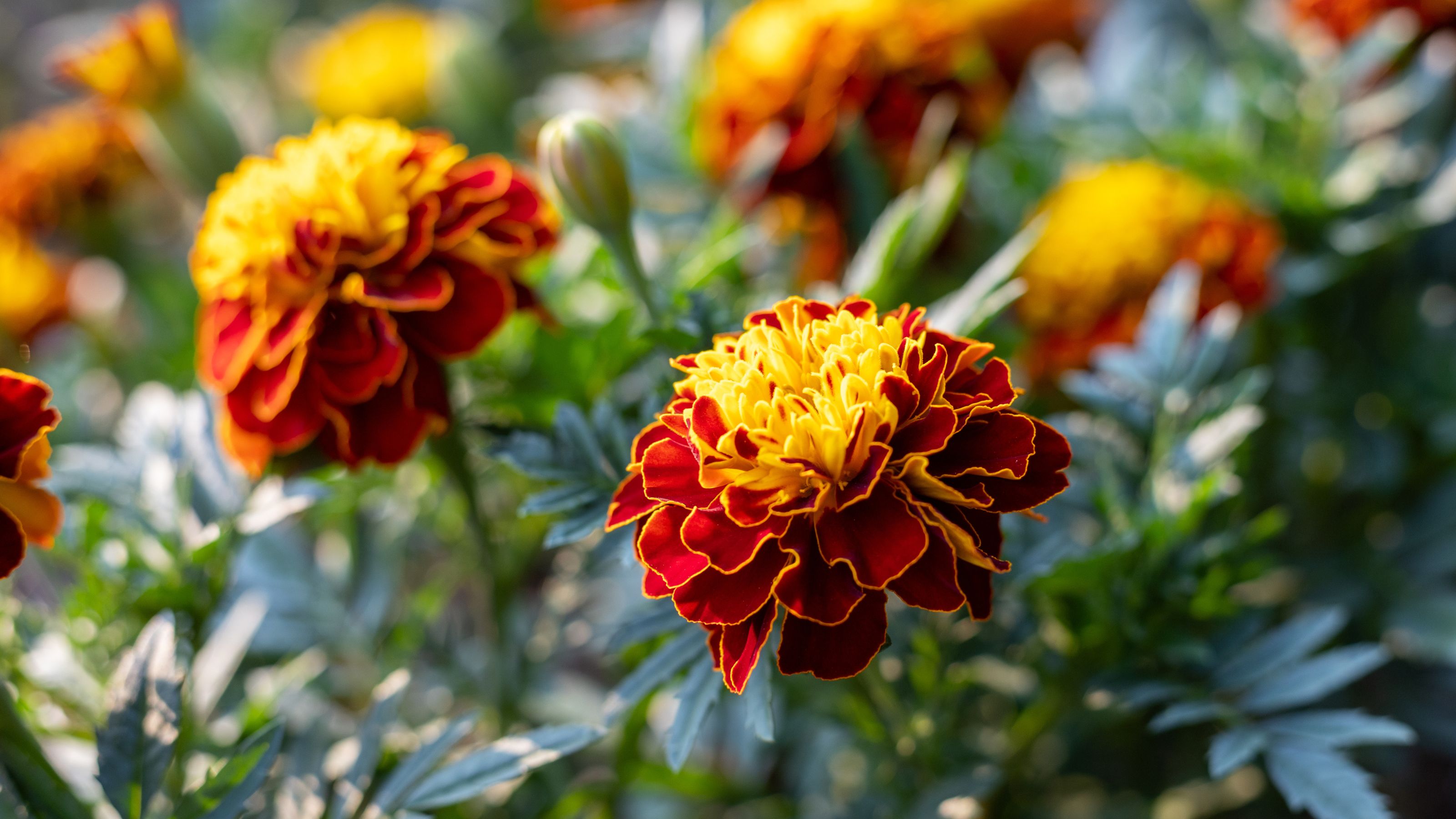 French marigolds