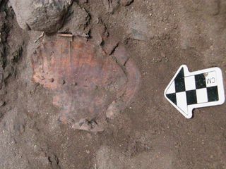 One of 86 tortoise shells buried with a body that may have belonged to a female shaman.