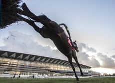 Ascot Racecourse tickets how to bet First Flow & David Bass land over the last fence on way to winning. 3:35 Matchbook Betting Exchange Clarence House Chase (Grade 1). &copy;George Selwyn 07967 030722 email: george@georgeselwyn.co.uk