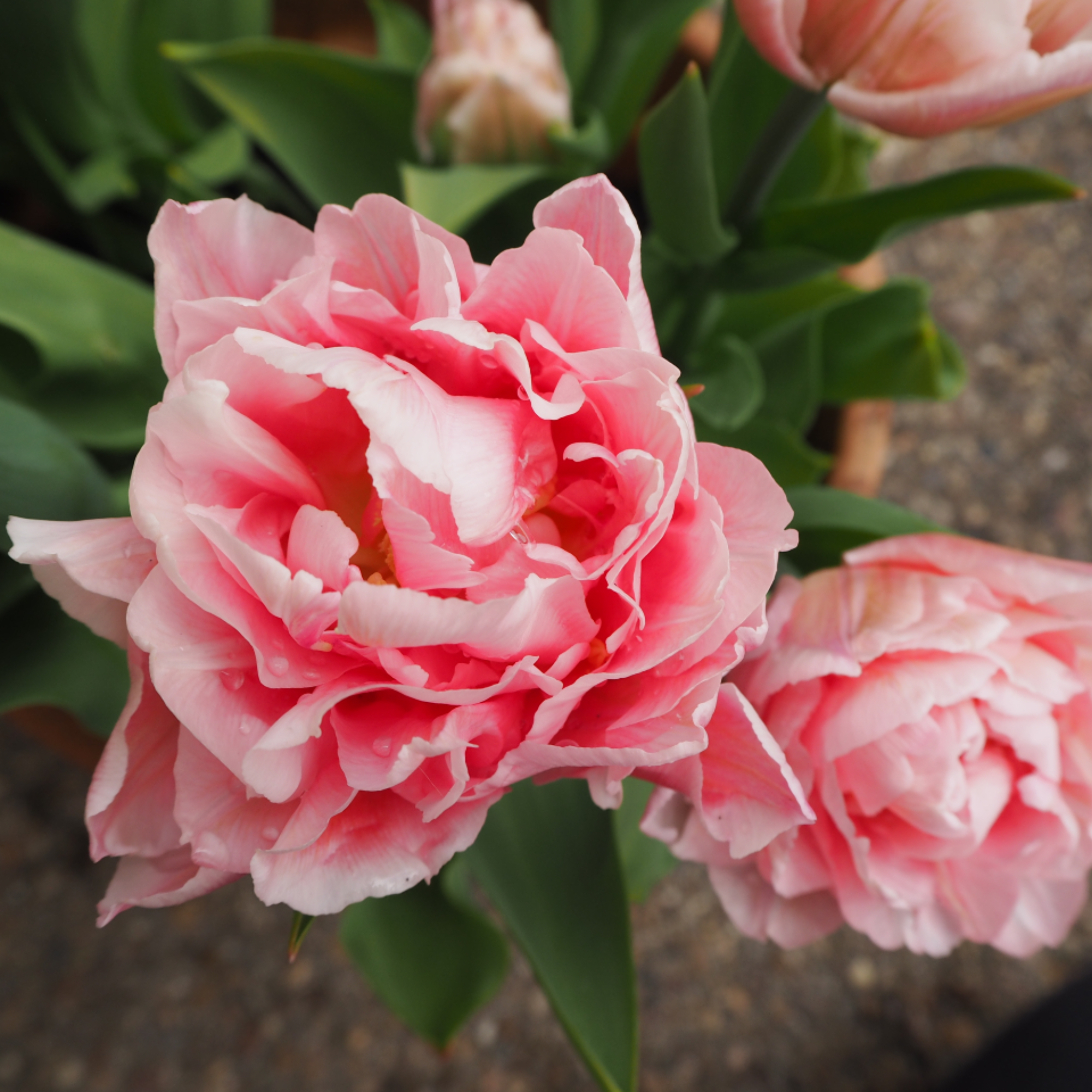 double tulip variety 'Dreamer'