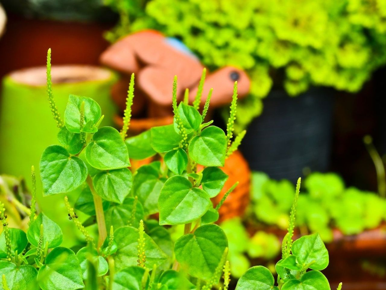 Peperomia pellucida plants growing in a container