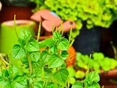 Peperomia pellucida plants growing in a container