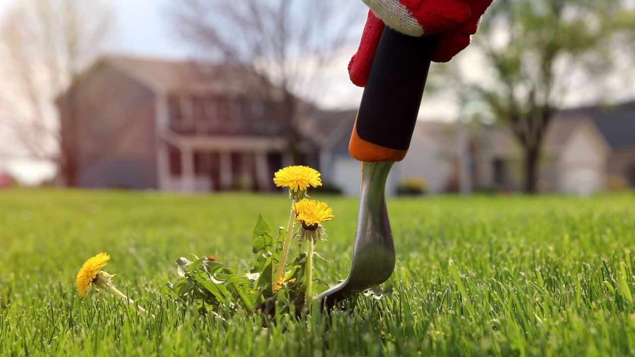 An extreme closeup on a weeding tool removing dandelions from a lawn