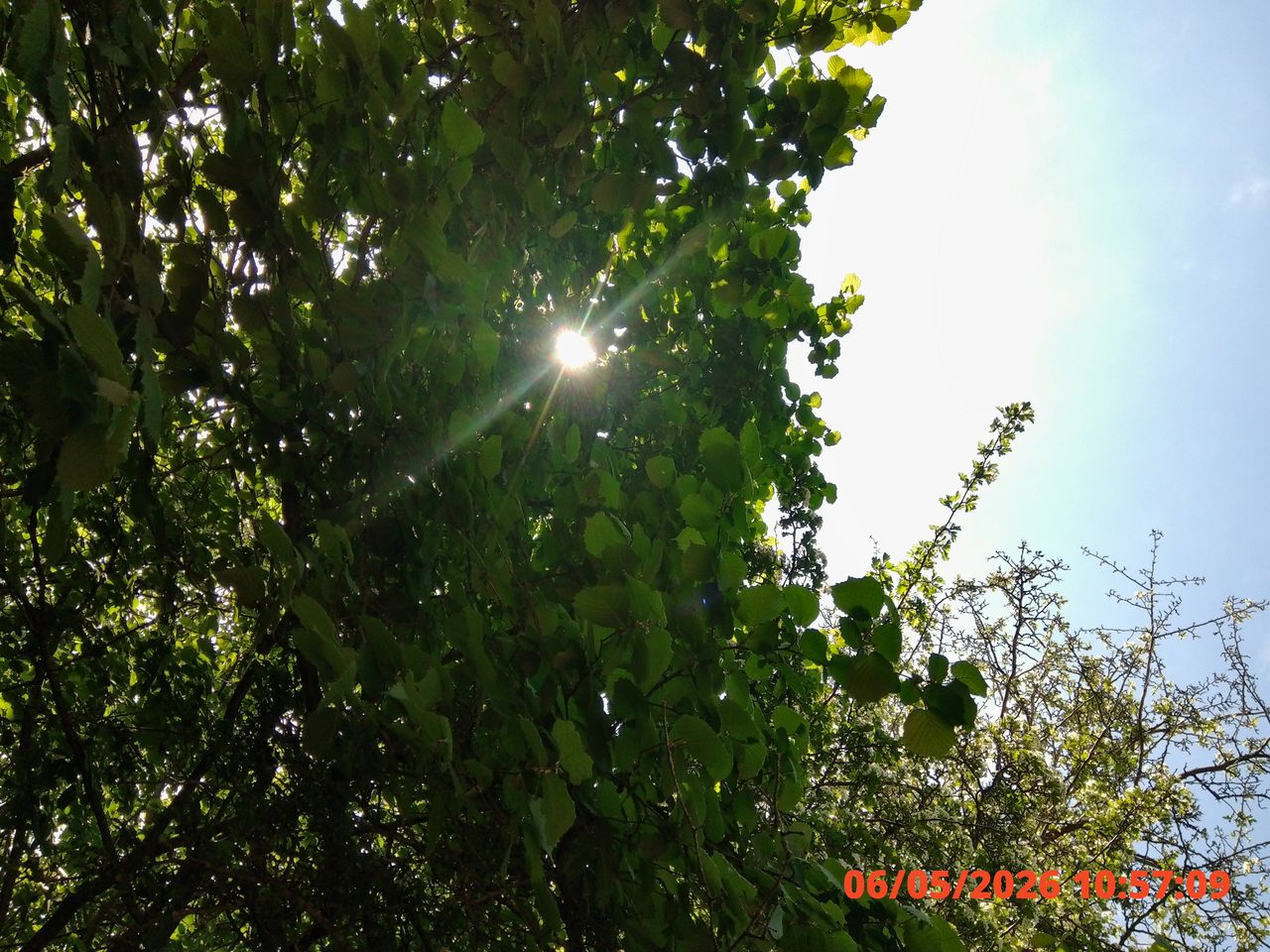Dense, sunlit canopy of green leaves against a bright blue sky; branches interspersed