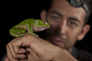 Giant leaf frogs are among the 50 reptiles and amphibian species found in the park. 