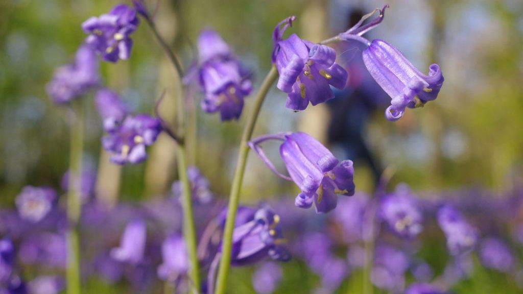 bluebells