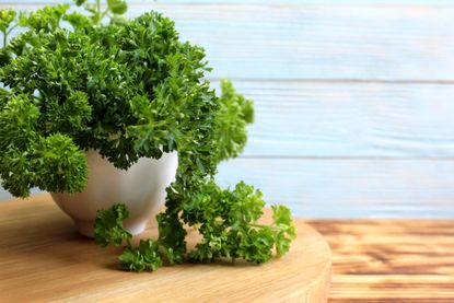 Our top 5 easy-to-grow herbs have more benefits than you might think ...