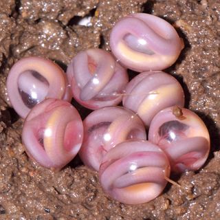 Caecilian eggs, legless amphibians