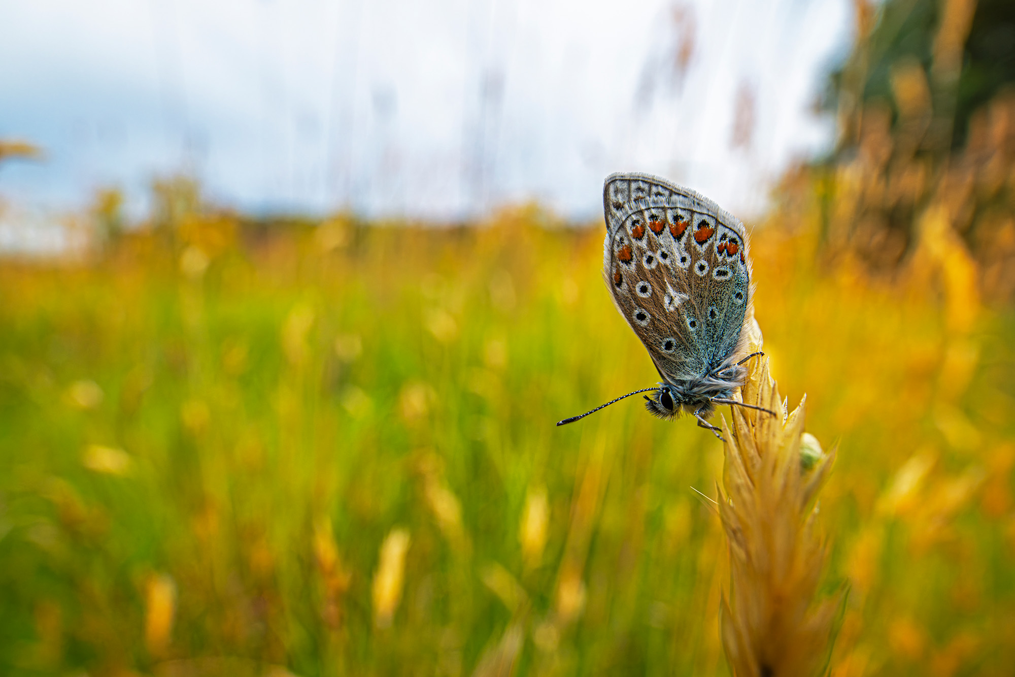 Butterfly on a blade of grass with blurred grasses in the background