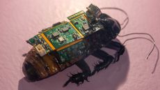 A cockroach with electrodes implanted that allow remote controllers to stimulate and control movement