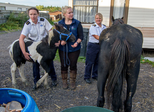 4World-Horse-Welfare-and-RSPCA-credit-World-Horse-Welfare.jpg