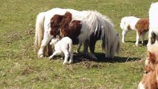 Shetland-and-lamb-1.jpg