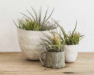 Air plants Tillandsian in ceramic pots on wooden countertop