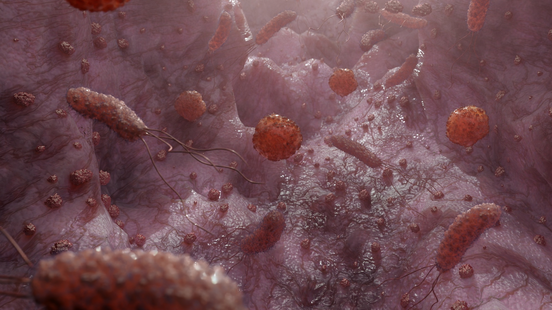 An illustration of microbiota in the gut