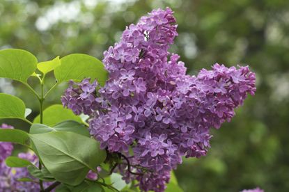 Lilac Bush