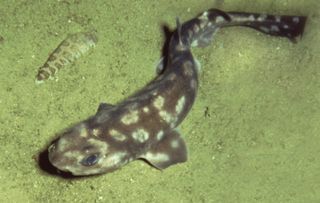 bythaelurus giddingsi, shark species discovered galapagos, shark news, new shark species, new species discovery, catsharks, animal news