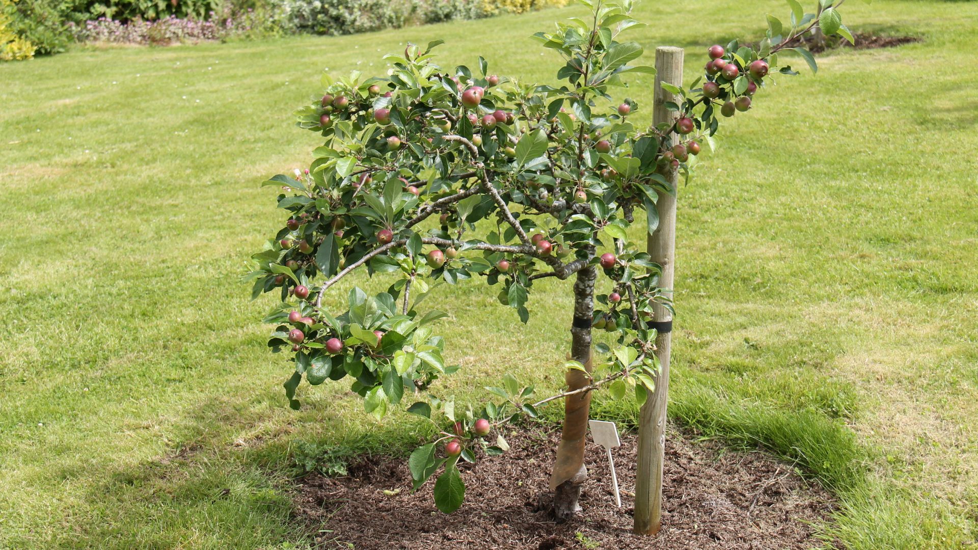 young apple tree in garden