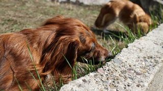 best eco-friendly pet products poop bags