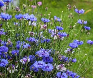 cornflowers flowering in raised bed in garden