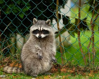 raccoon by fence