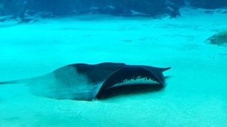 Freshwater stingray in Mekong River