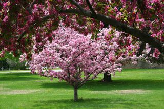 Blossoming Crab Apple Tree in the spring