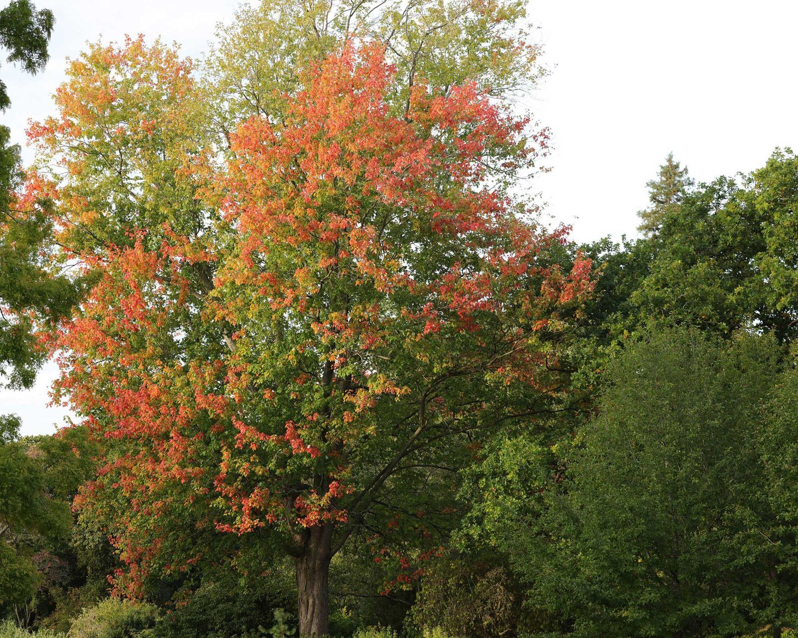 Silver maple care and growing guide: expert advice | Gardeningetc