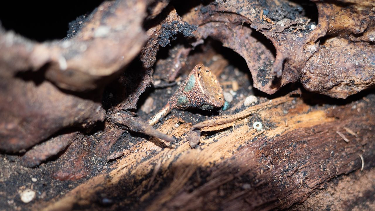 The woman had gold earrings and gold ornaments, possibly from a hat, near her head.