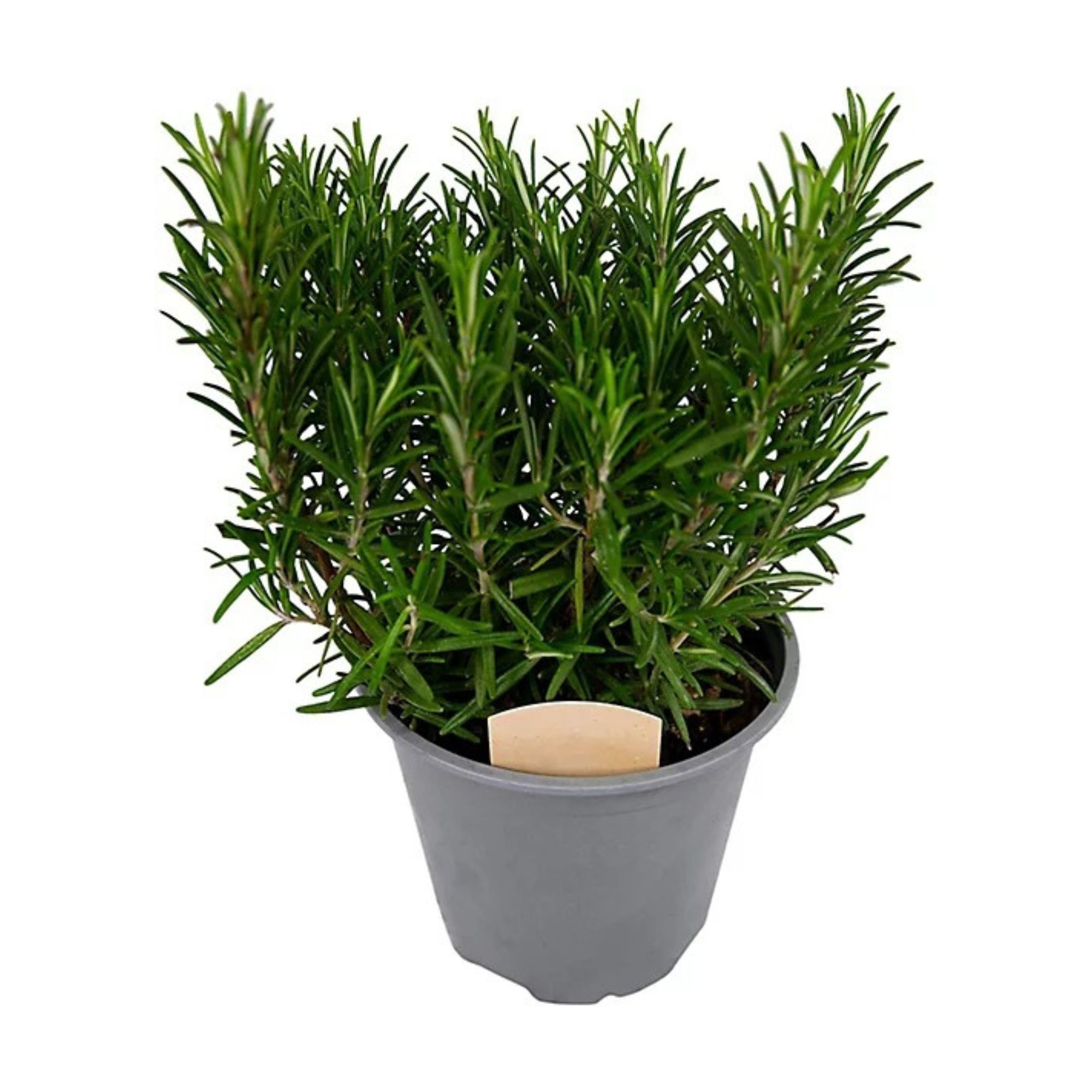 Rosemary plant