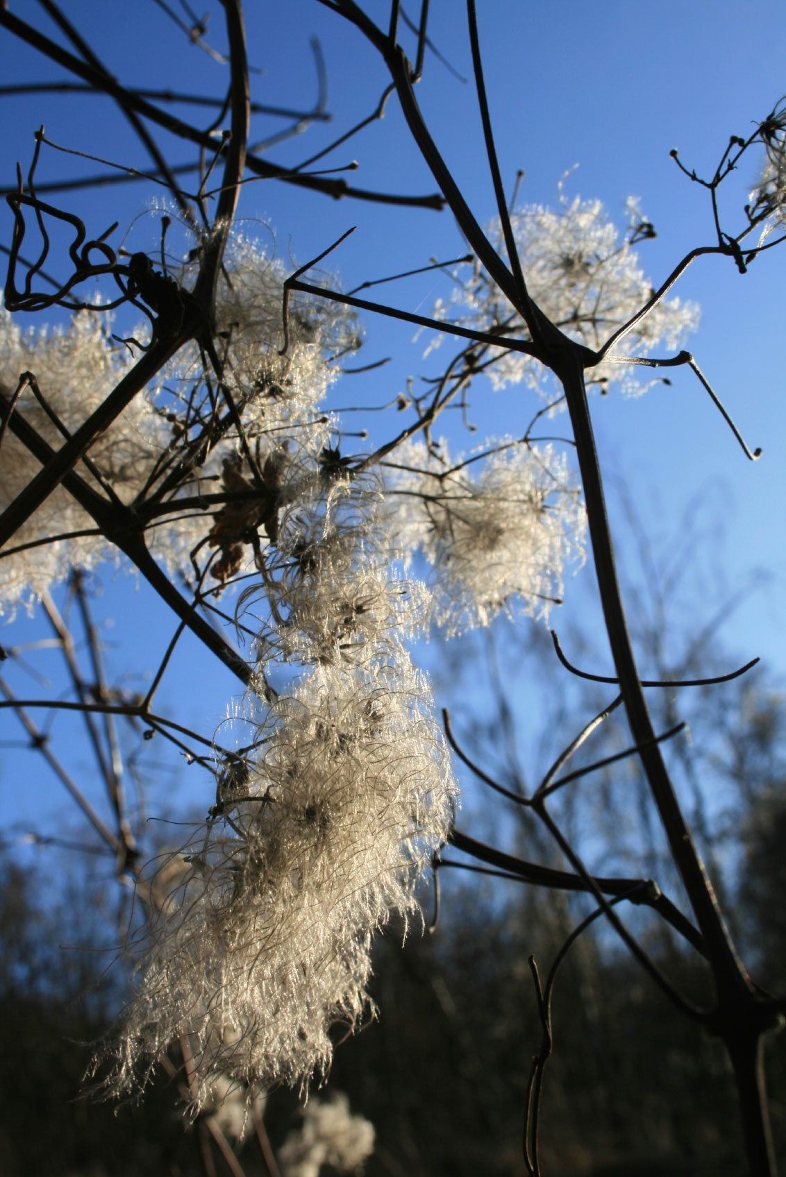 Clematis Plants