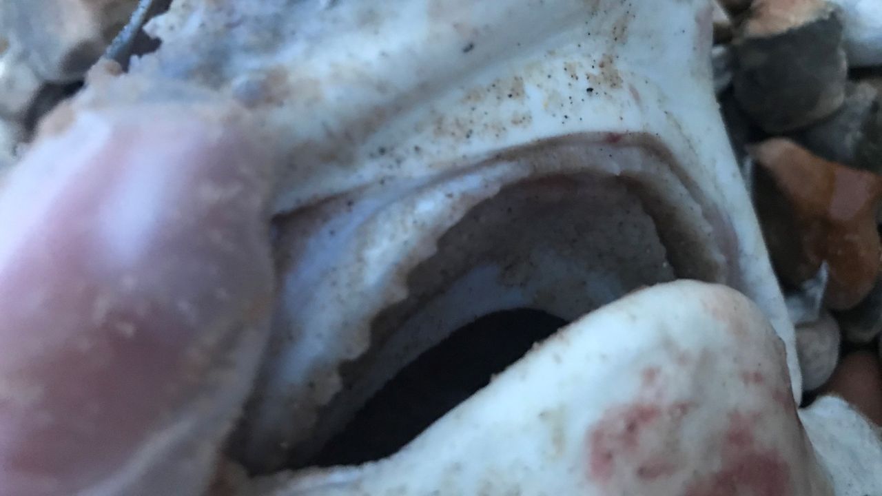 No teeth