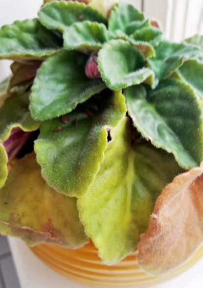 African Violet Houseplant With Yellowing Leaves