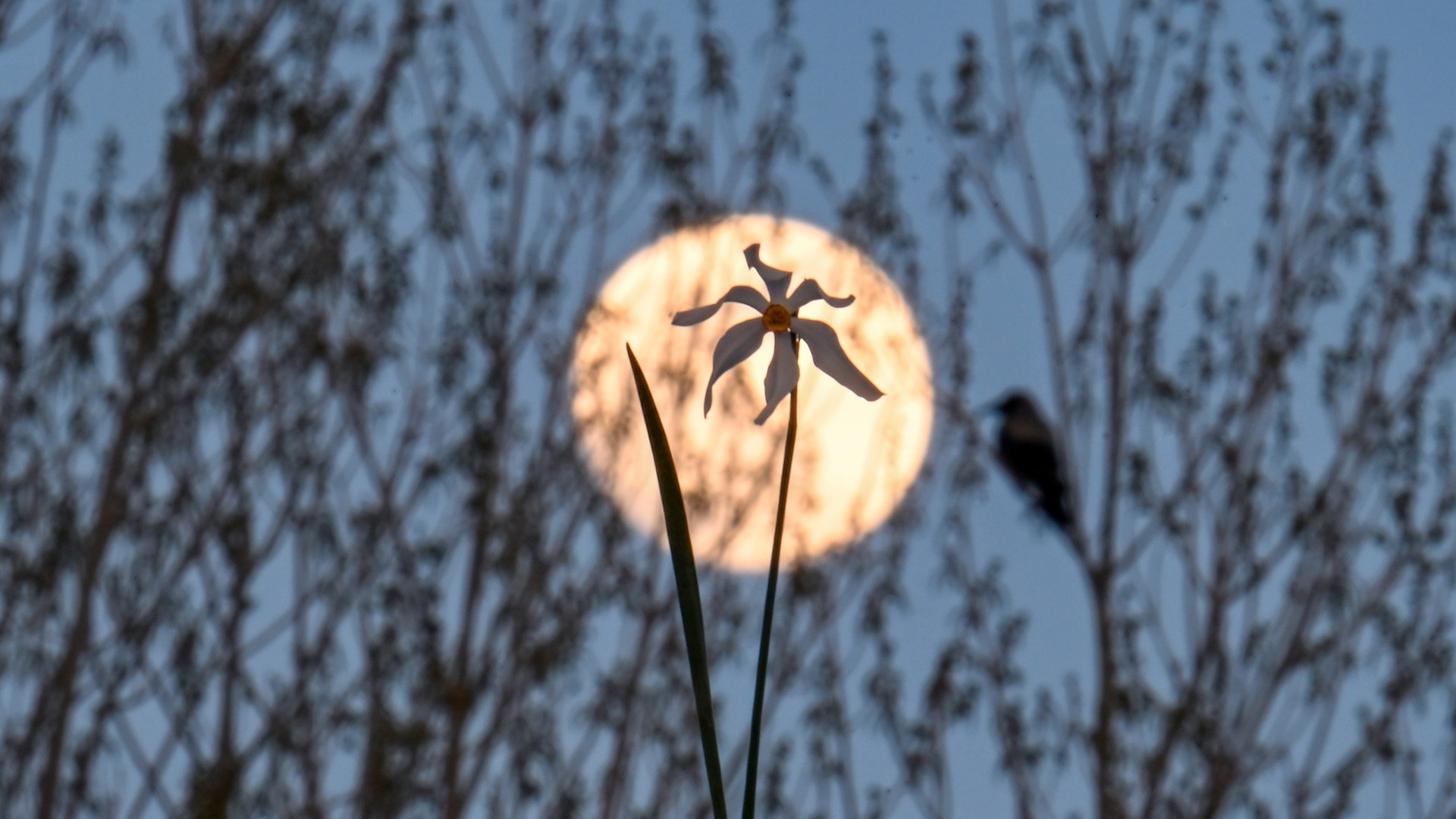 April full moon has us tickled pink in these gorgeous photos Space
