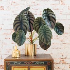 propagate Elephant Ears Alocasia Cuprea (Alocasia Red Secret) against red brick wallpaper on a wooden box and a golden mist spray bottle for plants 