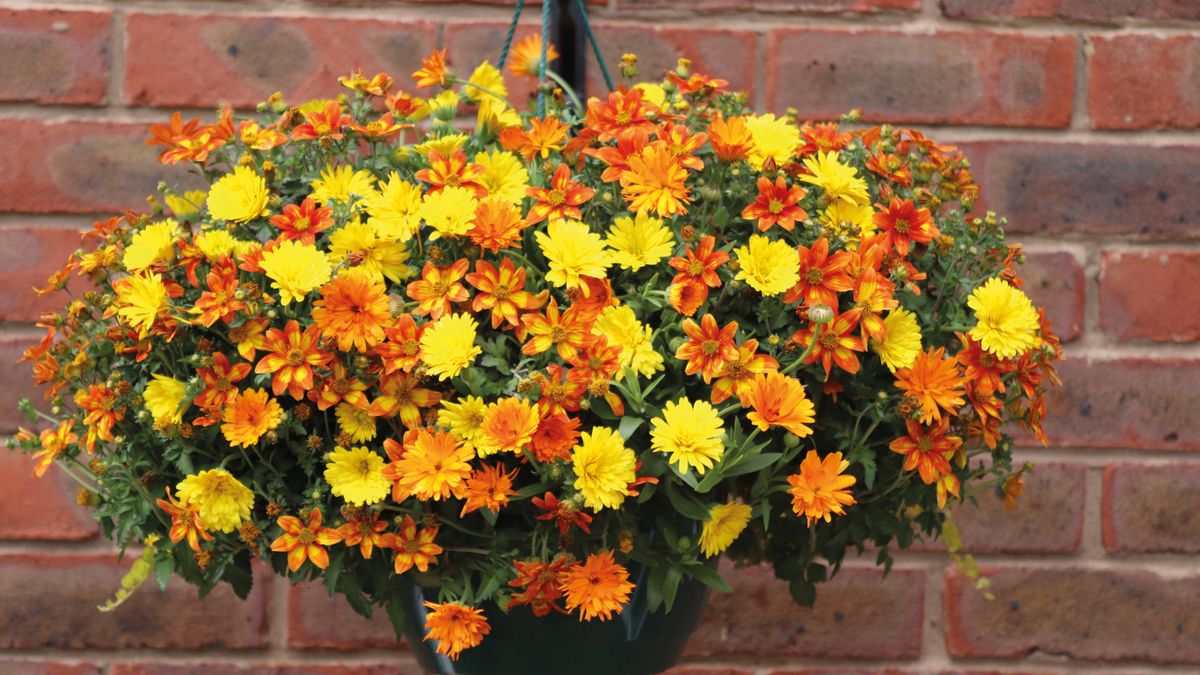 Brilliant hanging basket ideas how to make yours stand out GardeningEtc