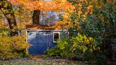 Fall garden with a shed and orange trees